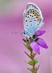 Silver-studded Blue