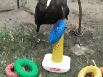 Image result for crow gif intelligence