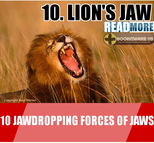 Lion's Jaws 10th Most Powerful Jaw in the World Top 10 List