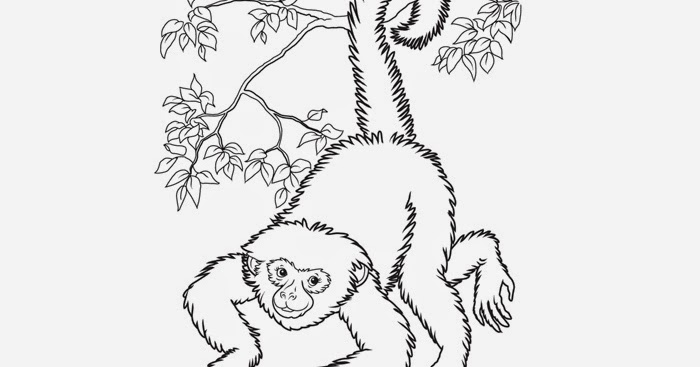 Monkey coloring pages | Free Coloring Pages and Coloring Books for Kids