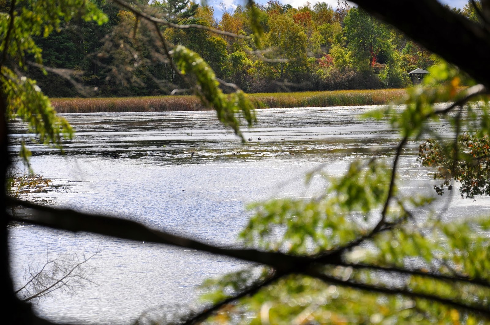 Pat's Tracks Hike at Parrot's Bay Conservation Trail, Kingston, Ontario