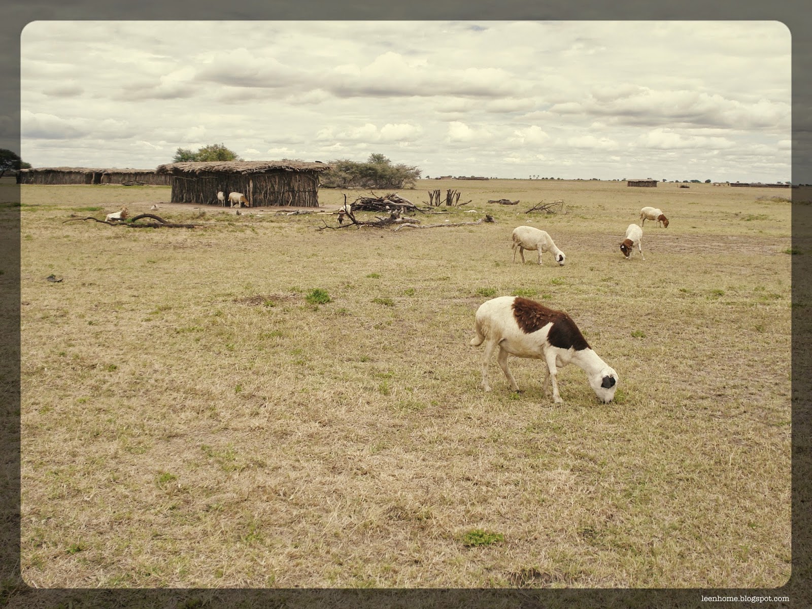 magalata, tanzania goats and mud stick home.