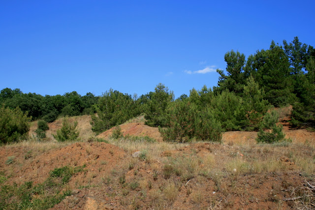 Pinus halepensis