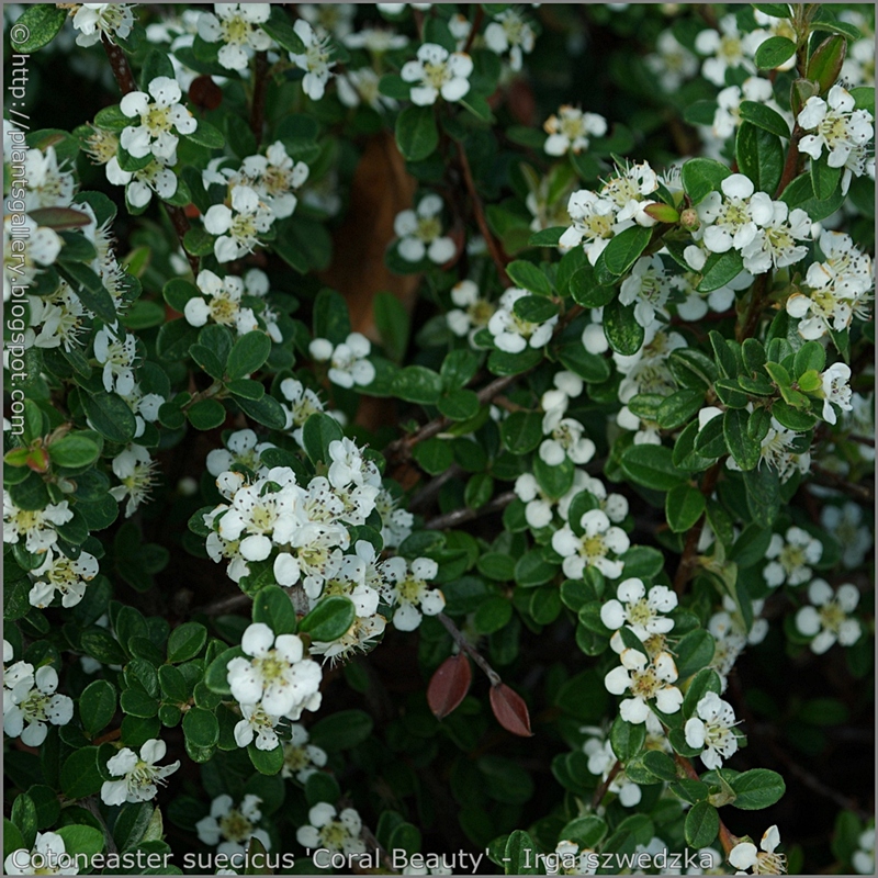 Cotoneaster suecicus 'Coral Beauty' flowers - Irga szwedzka 'Coral Beauty' kwiaty