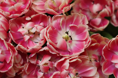 Melbourne International Flower and Garden Show