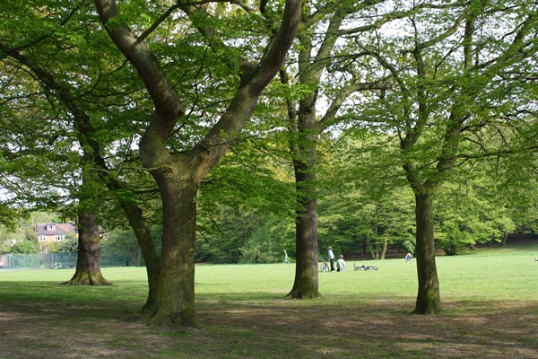 Tác dụng của gỗ Anh Đào (Cherry)