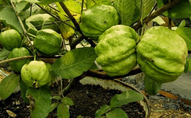 Jambu Biji Jambu Biji