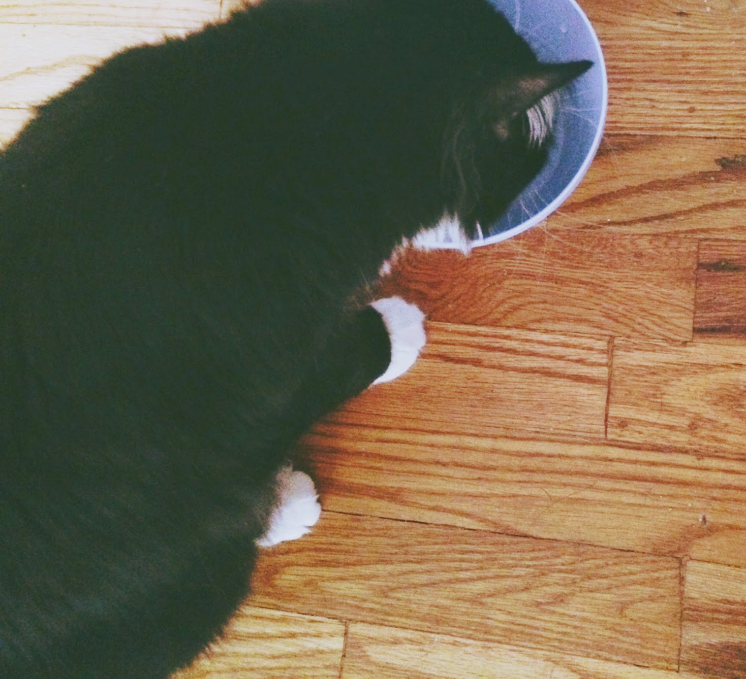 cat_beast