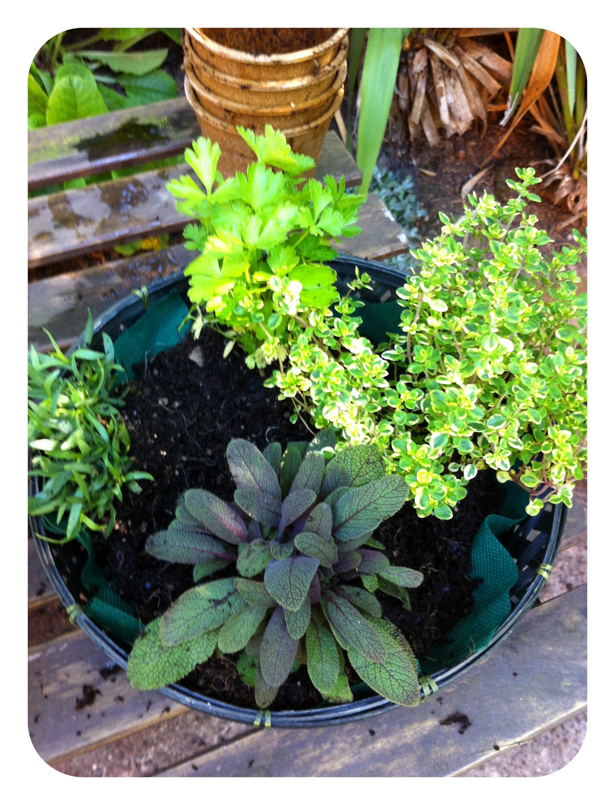 Bell and Star How To Make A Tabletop Herb Garden