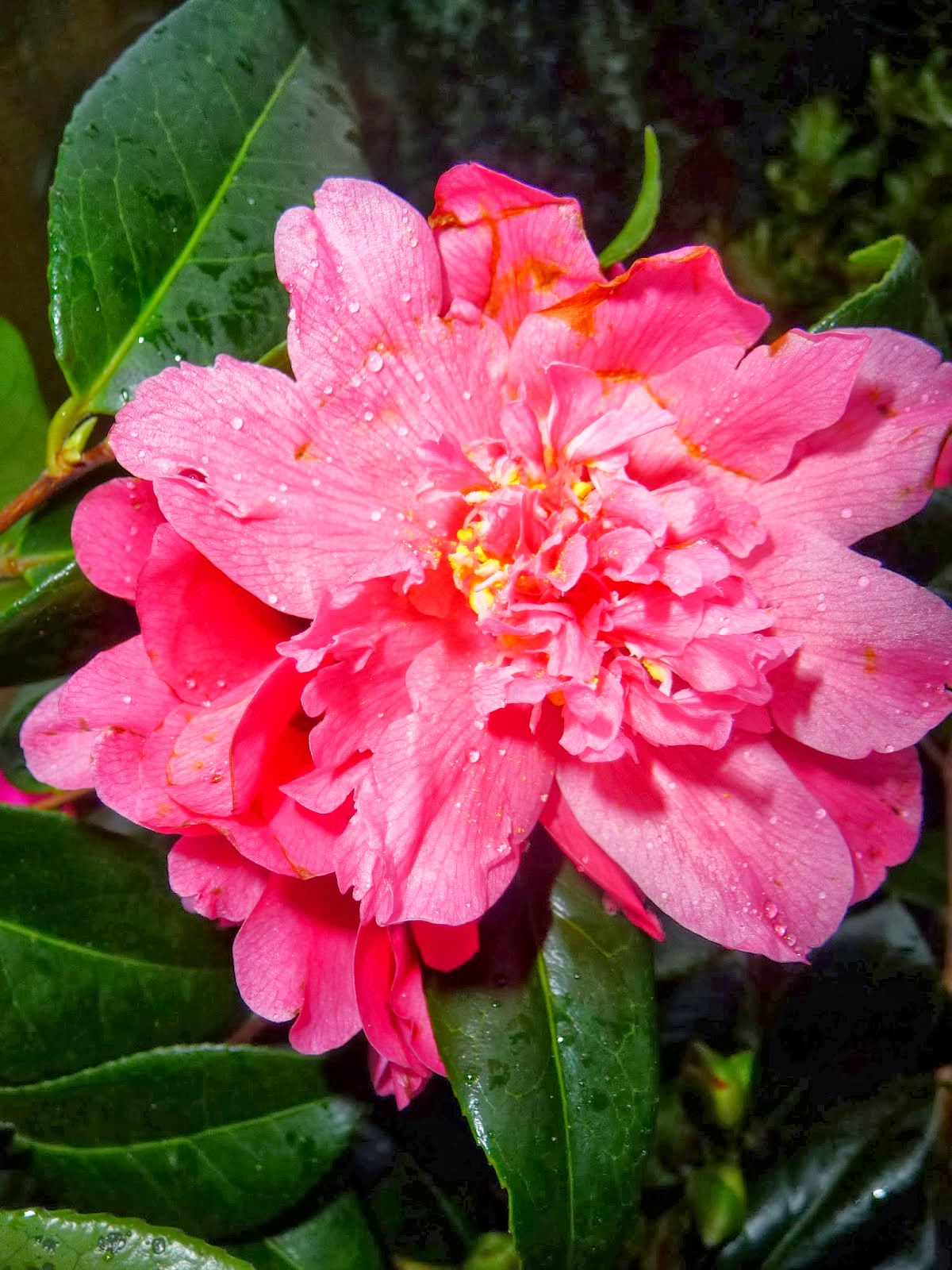 Palmeraie Des Alpes Les Infos Du Mois Plantez Votre Haie Au