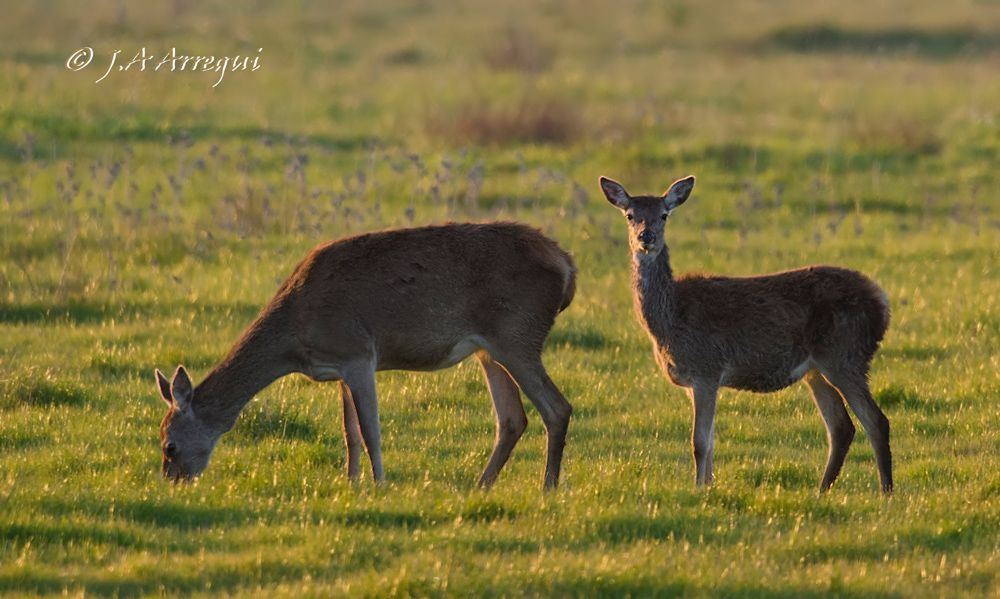 Ciervo, Cervus elaphus, Red Deer Ciervo, Cervus elaphus, Red Deer