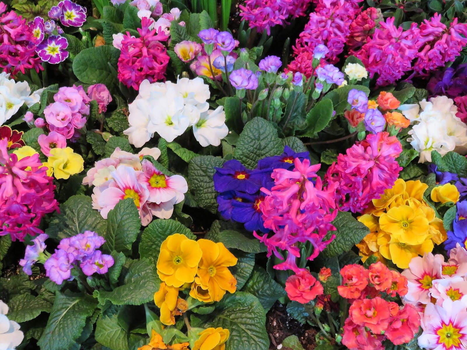 Linda Letters:: The Northwest Flower and Garden Show, Part 1