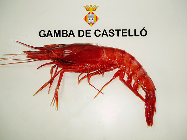 GAMBA ROJA DE CASTELLÓN