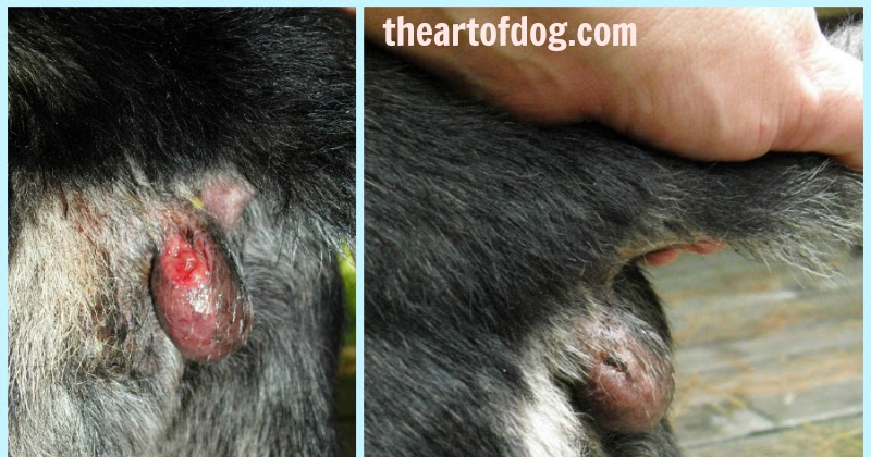 I Didn T Know Dogs Can Heal Wound I Didn T Know Dogs Can Heal Wound