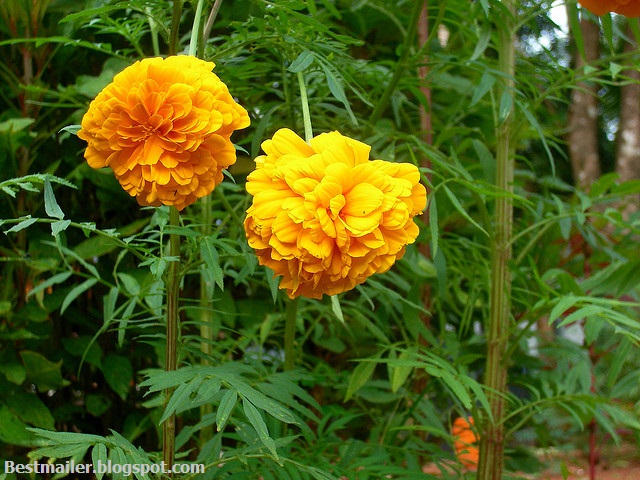 Beautiful Flowers of Kerala.7