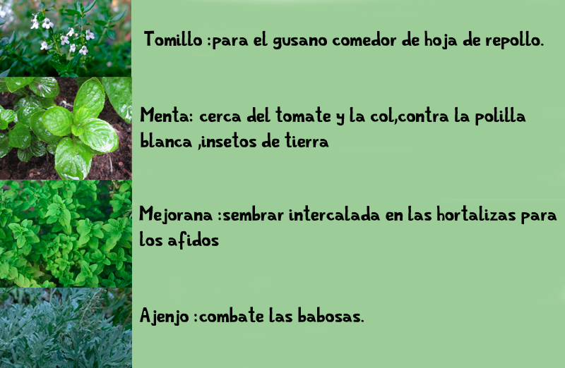 Que dan a los niños para la profiláctica de las lombrices