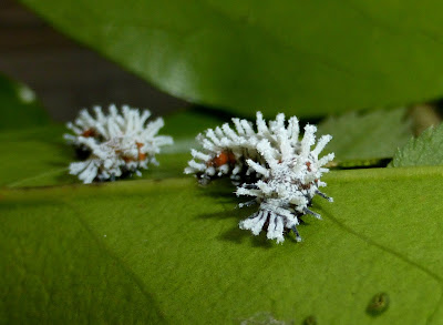 Attacus atlas caterpillar Attacus atlas caterpillar