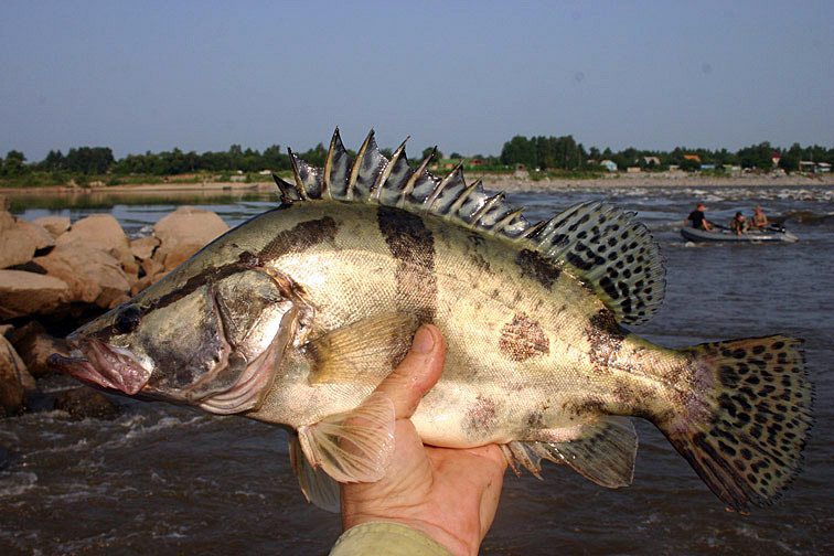 Flyfishing Russia Mandarin bass