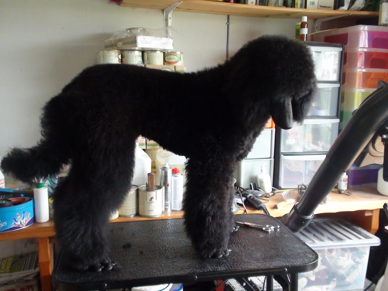 Adventures in Smallholding How to Scissor a Poodle Puppy
