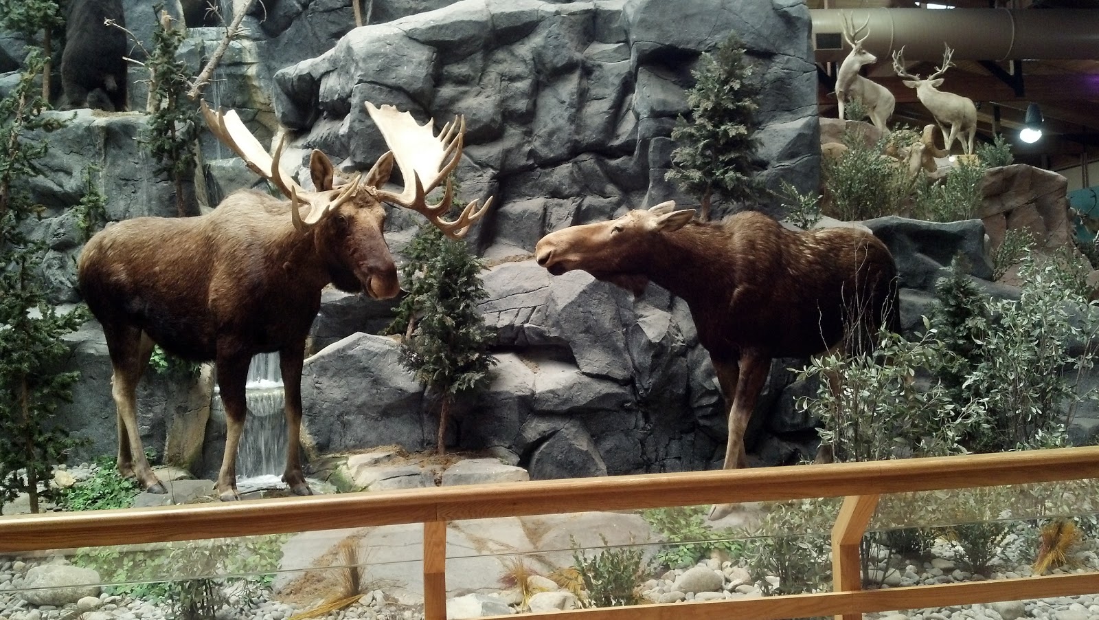 Store Hours of Operation, Location & Phone Number for Cabela's Near You Find 1 Cabela's in Hamburg, Pennsylvania. List of Cabela's store locations, business hours, driving maps, phone numbers and more.