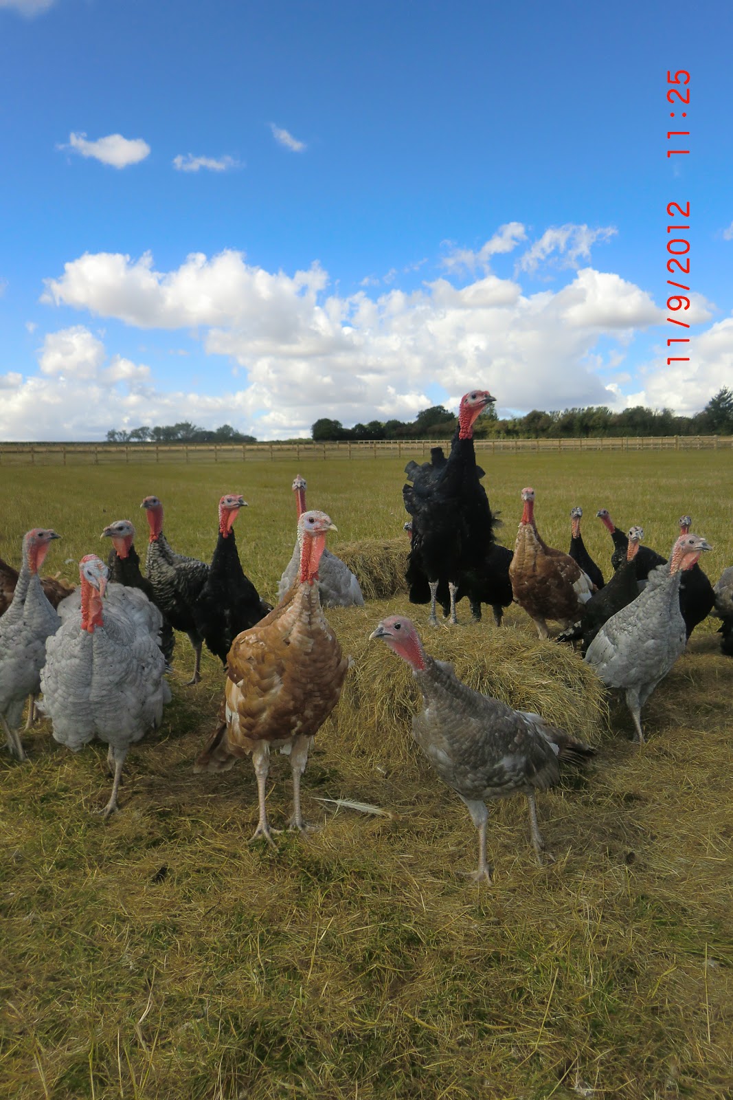 Brook Cottage Farm Produce And Services