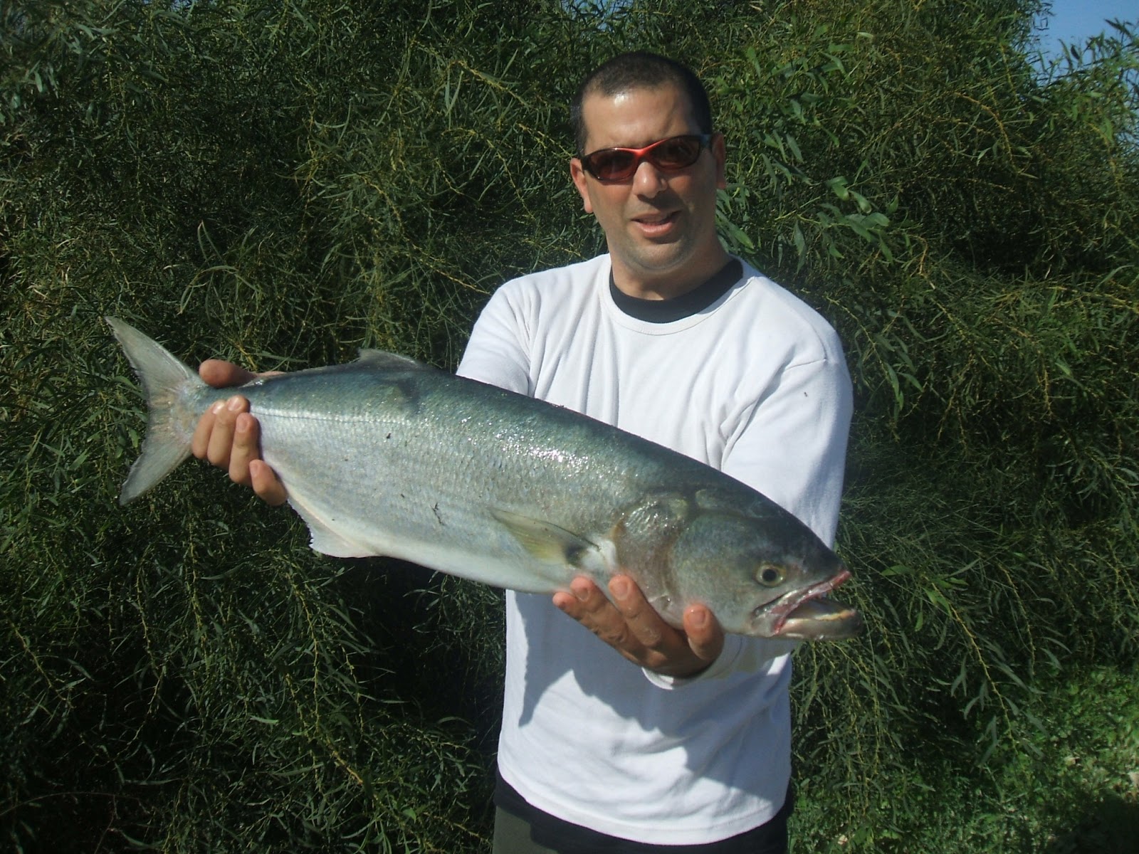 SALTWATER SPINNING IN ISRAEL: CRAZY FISH