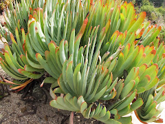 Aloe plicatillis