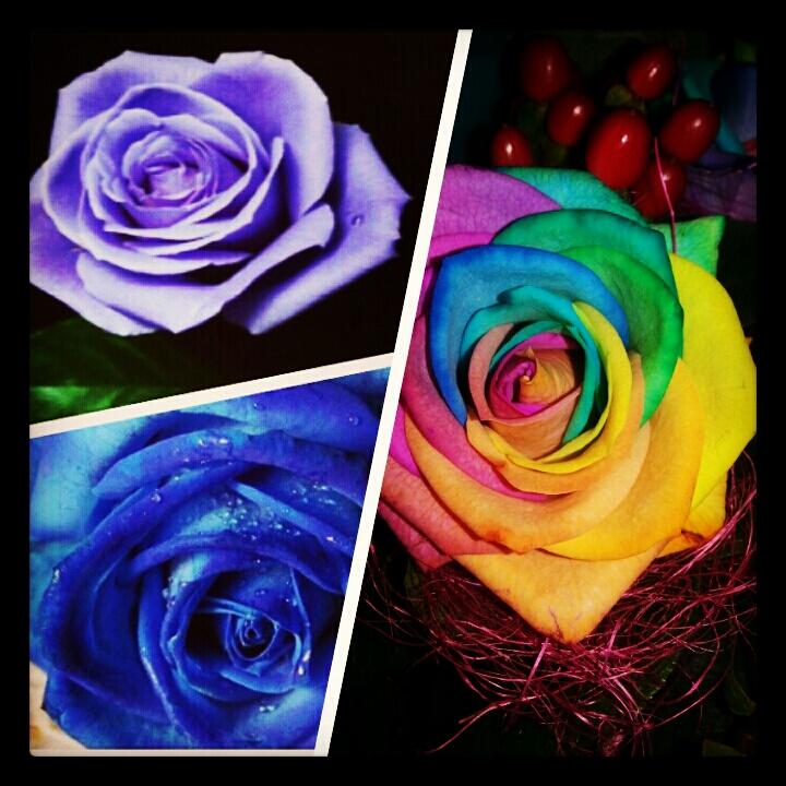 The Endeavours of a Chic Geek Episode 6 Rainbow Roses and