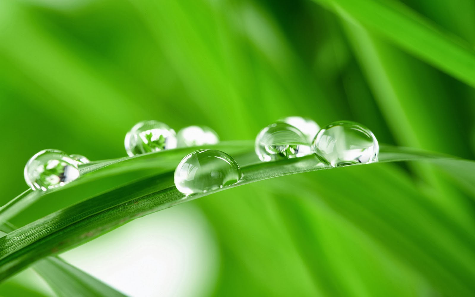 Green Rain Wallpaper rebsays