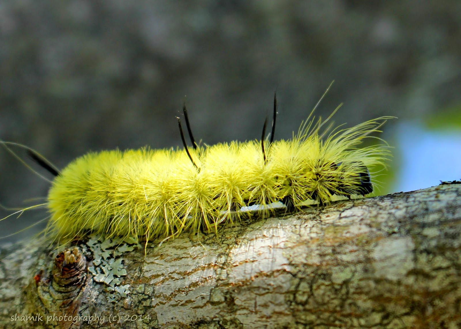 Shamik Photography Devoted to the Natural Elements American Dagger