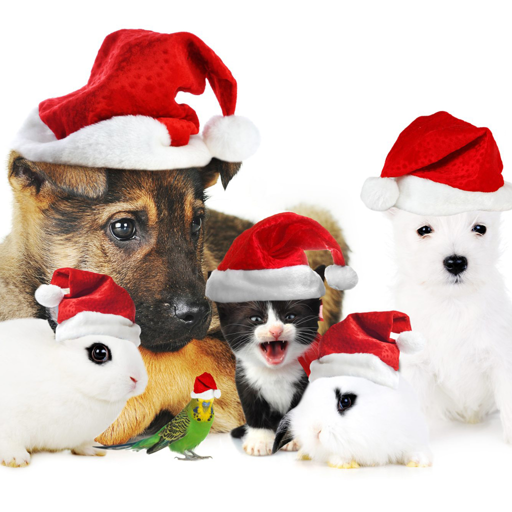 iPad Wallpapers: Free Download Christmas Pets iPad Wallpapers