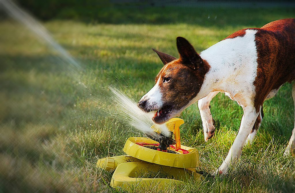 32 Dogs play in sprinklers (32 pics) Amazing Creatures