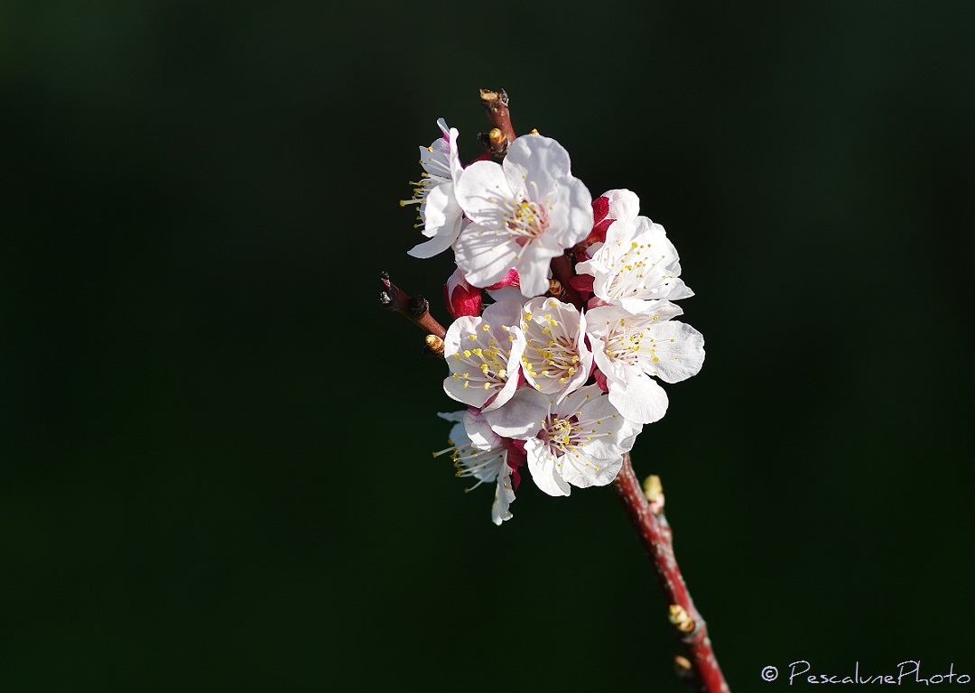 (Prunus armeniaca),
