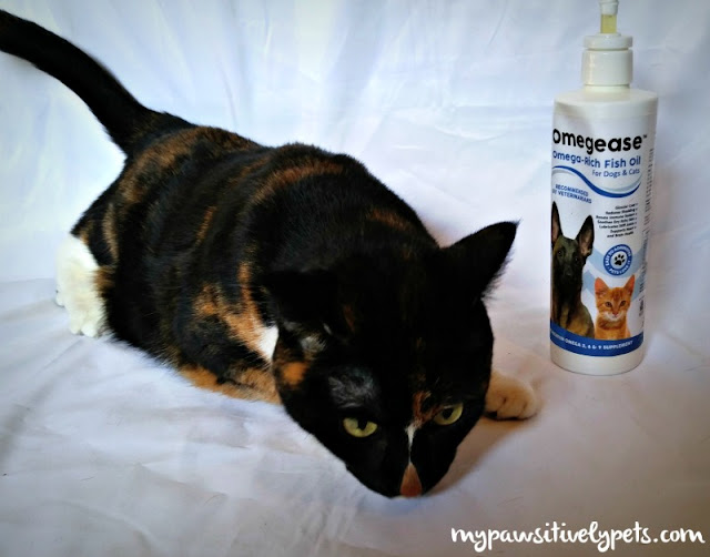 Boosting Your Pet's Diet with Omegease Fish Oil Pawsitively Pets