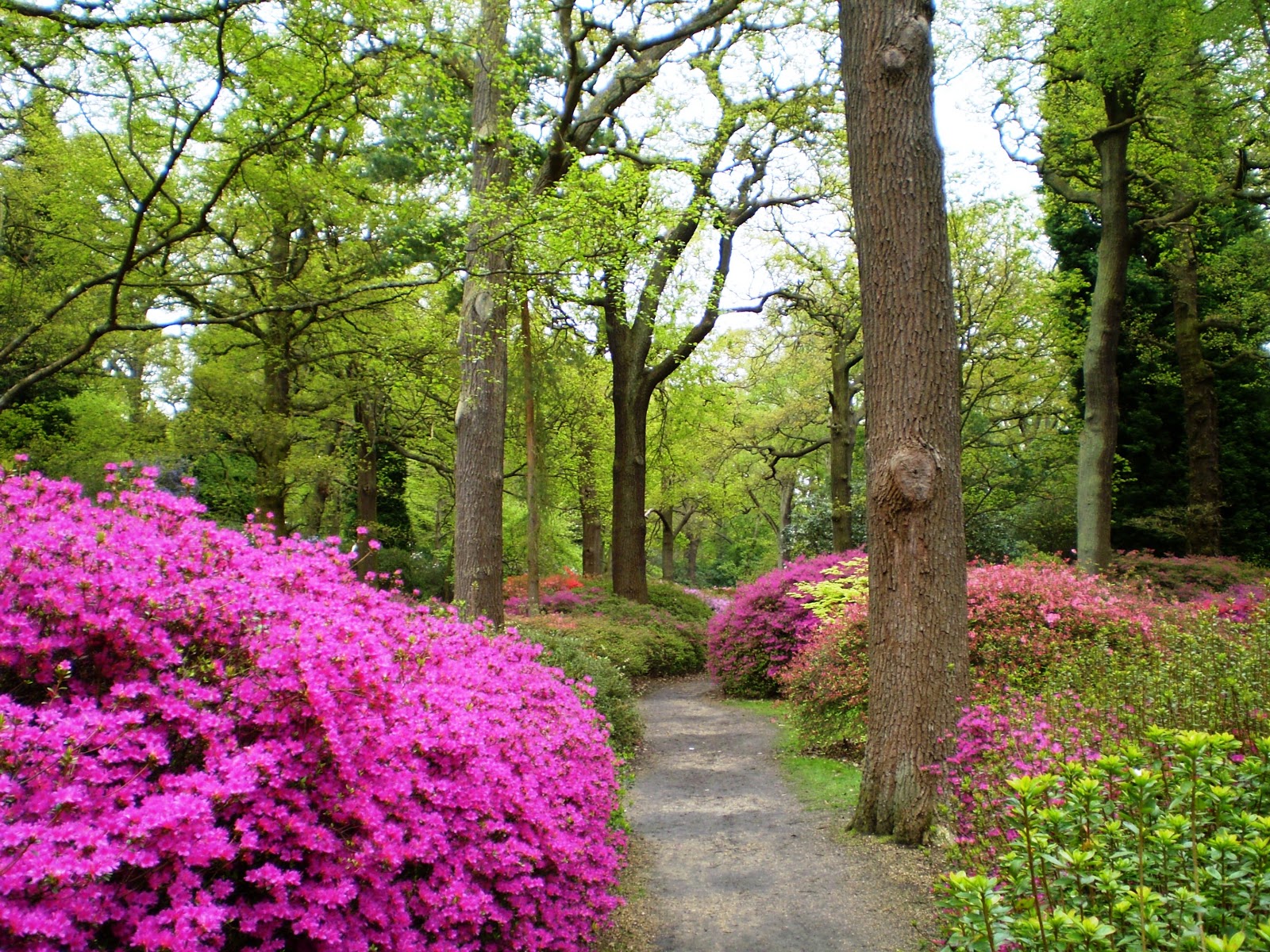 Fernando Ruz Isabella Plantation