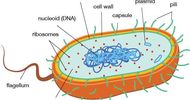 Biology: CELLS WEBQUEST - BIOLOGY
