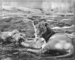 born free lioness born free lioness