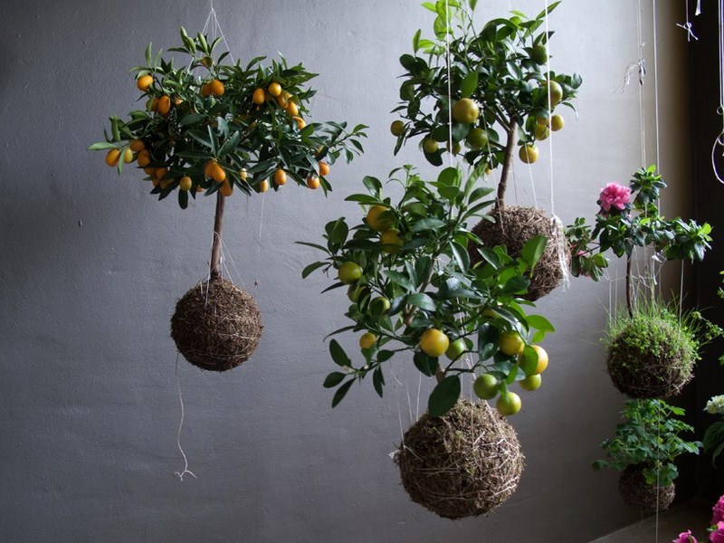 DIY String Gardens Do it yourself ideas and projects
