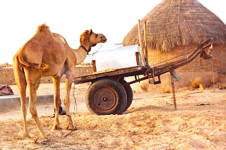 Deshnoke Camel Safari Day Tours