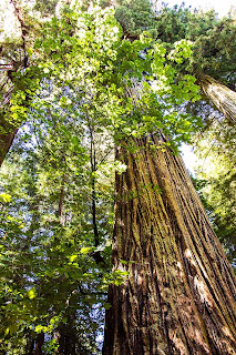 Bob S Photos North California 2012