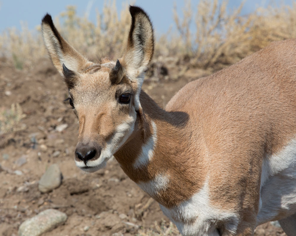 Mary Ann's View Yellowstone's Pronghorn