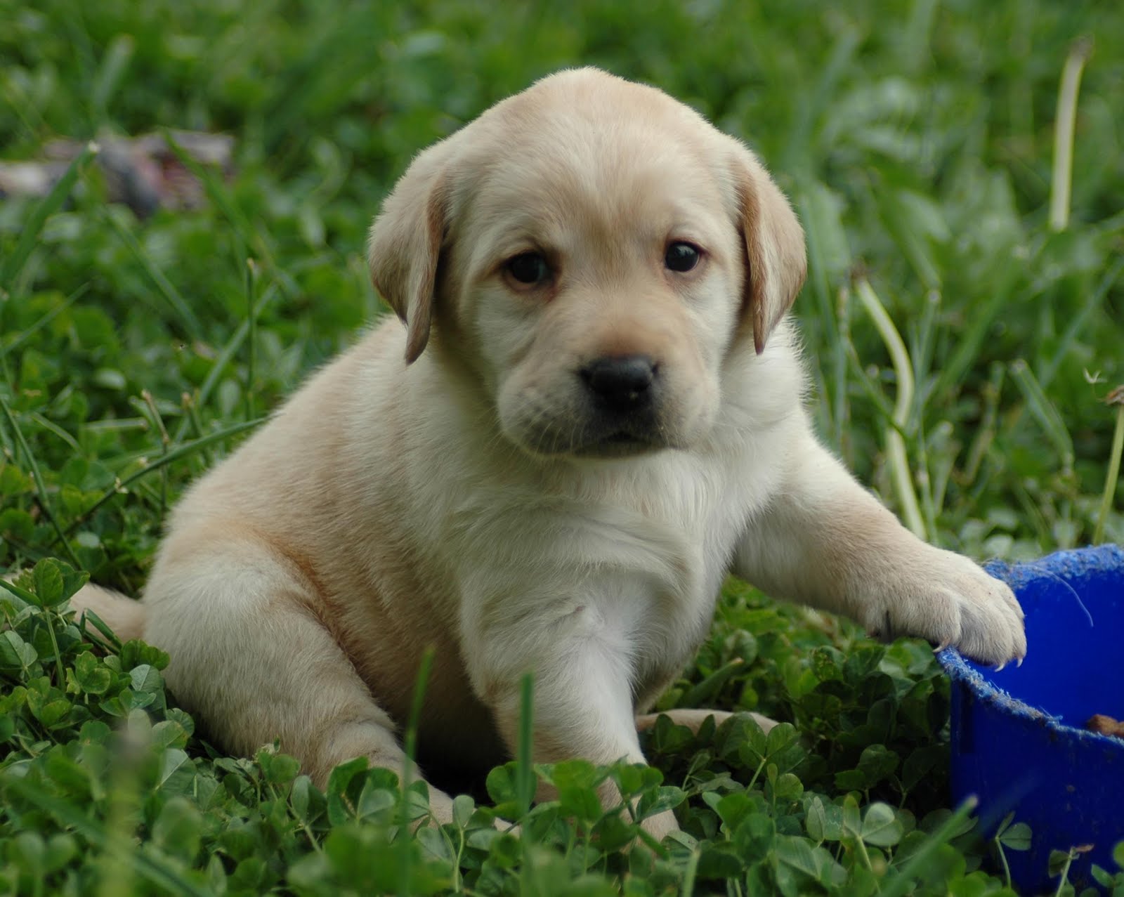 http://2.bp.blogspot.com/-yL-9S5DP3JU/TkYe4AYrRzI/AAAAAAAAC_M/dauv31t98Zw/s1600/puppy-HD-wallpaper.jpg