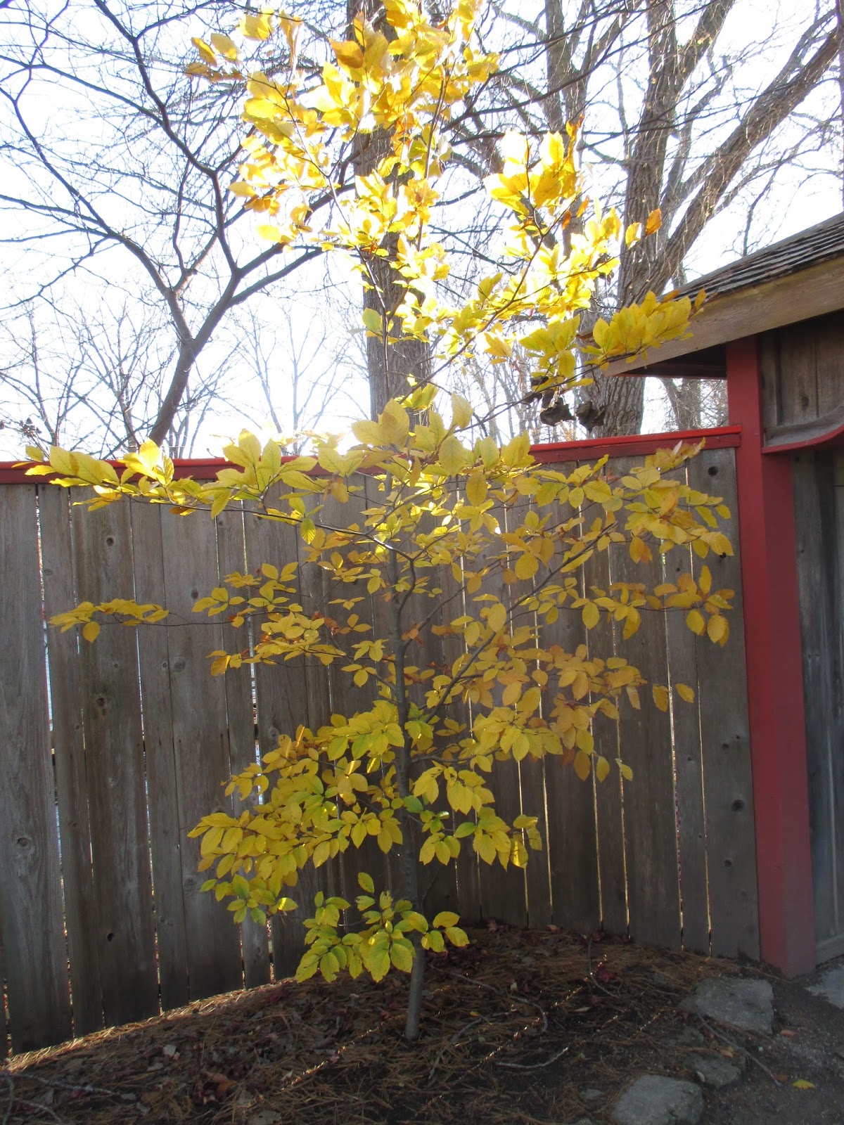 Rotary Botanical Gardens Hort Blog Post Storm Progress