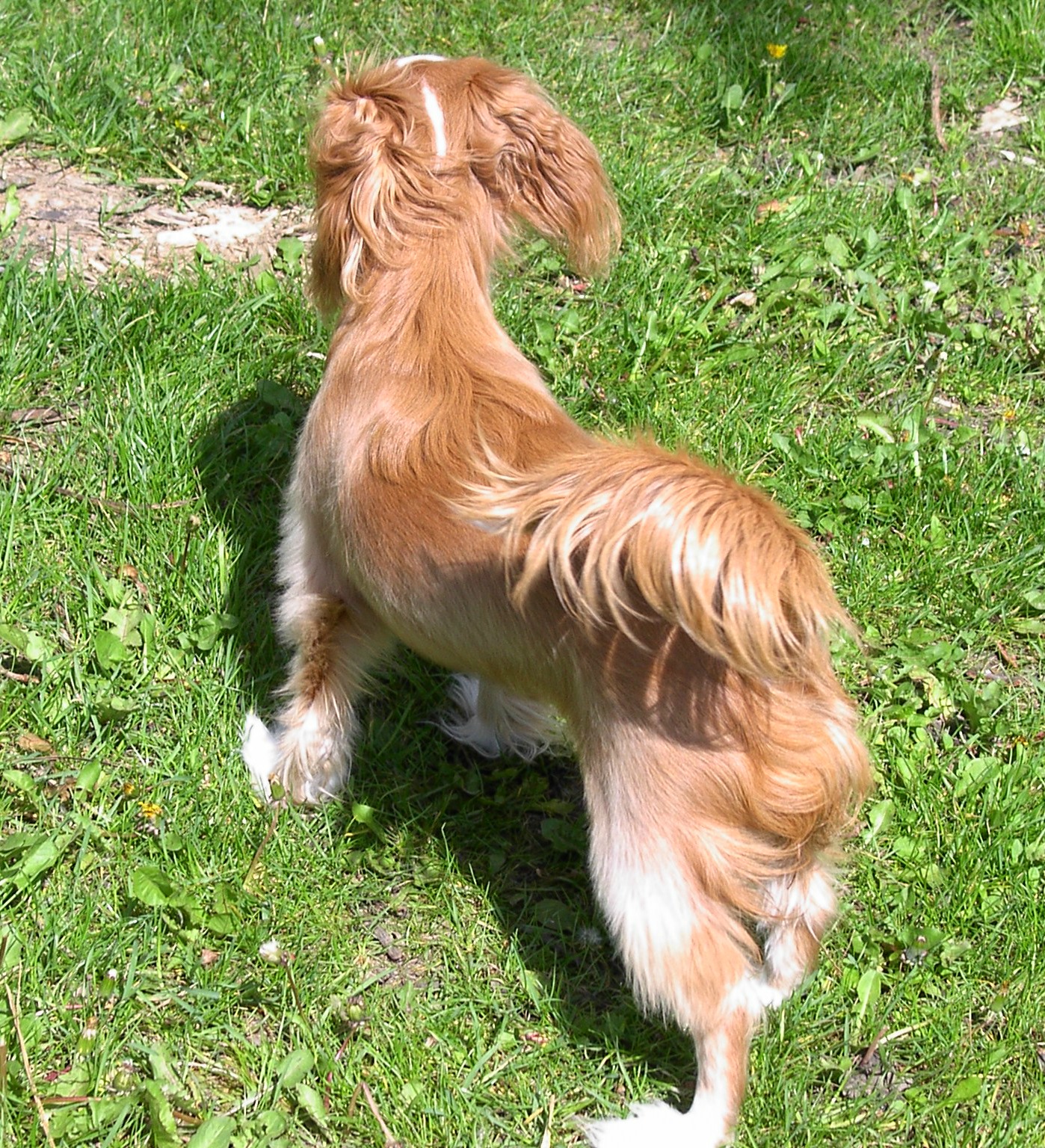 ChiSpaniel 7 Month Old Chi Spaniel Puppy