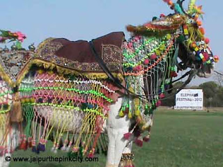 Travel Jaipur Photos : Beautifully Decorated Horse for Horse Riding in Jaipur
