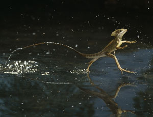 Plumed Basilisk Lizard