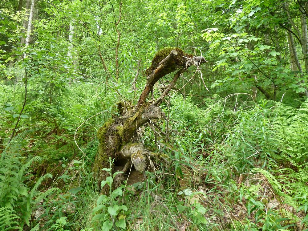 The Faery Folklorist Ettrick Forest Brownie