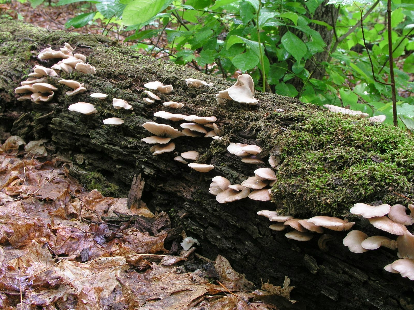 Tronco produtor de cogumelos Shiitake. Colete seus cogumelos em casa —  Plantamus Nursery online