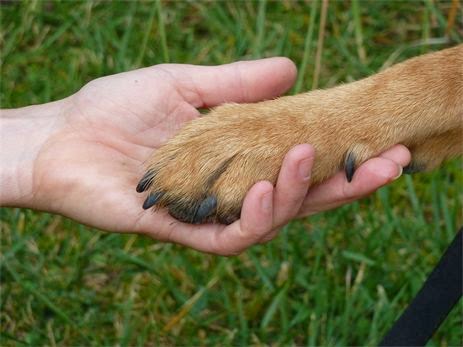 "Hasta que no hayas amado a un animal, una parte de tu alma permanecerá dormida"