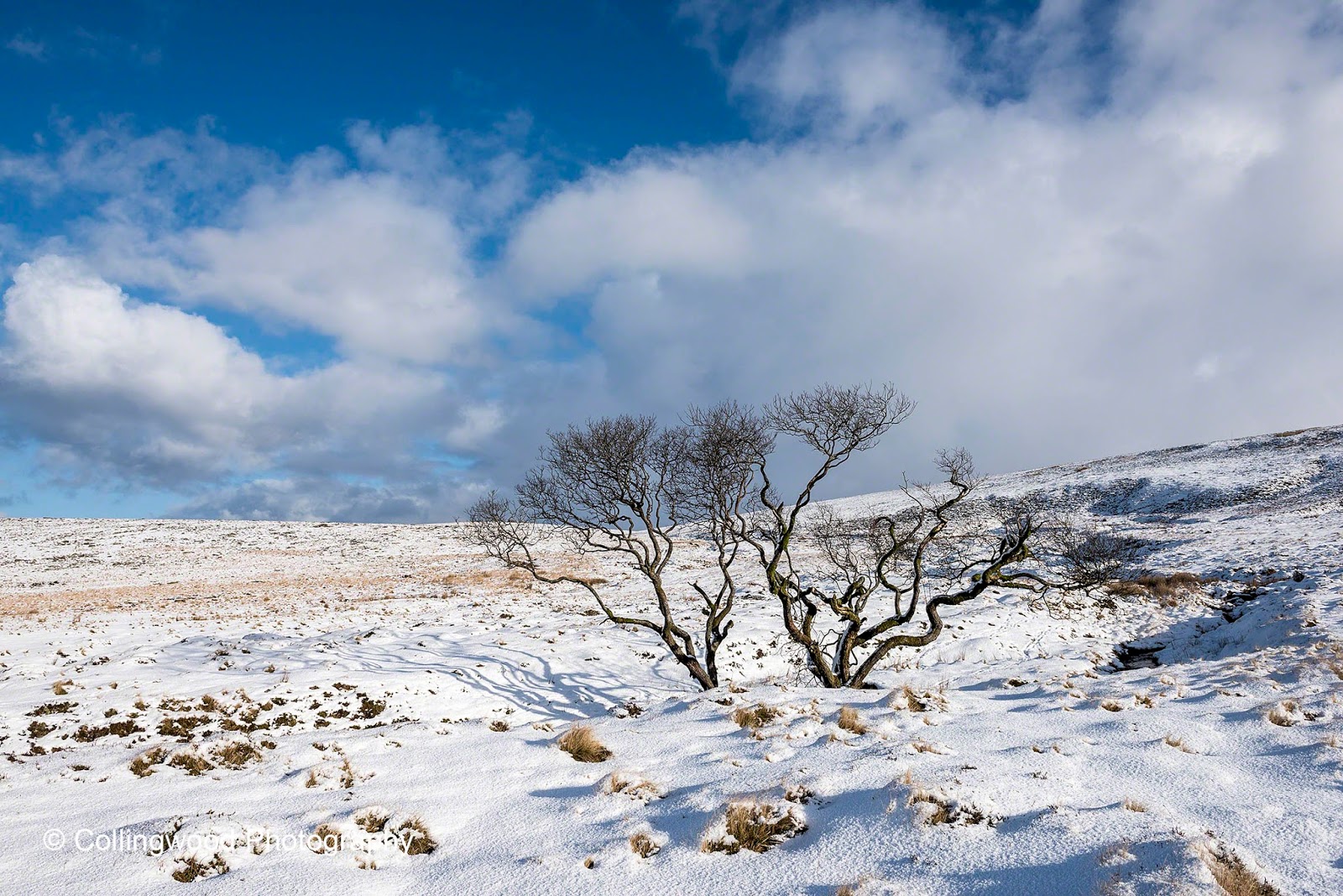 Tavicinity First Snow on Dartmoor Powder on the Peat